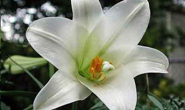 Растение Лилия- фото, сорта, выращивание, посадка и уход в открытом грунте