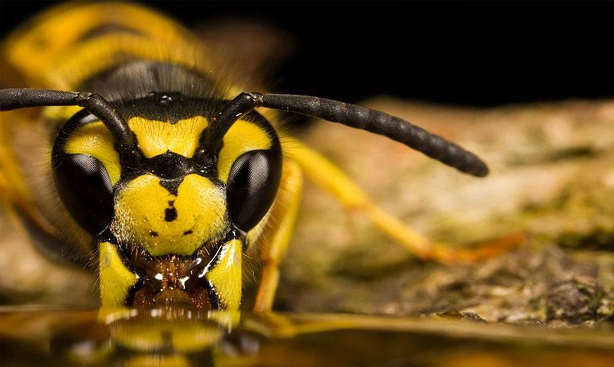 Пчела пьет нектар