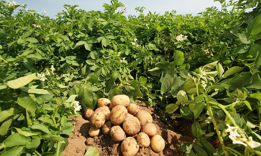 Хранение урожая картофеля