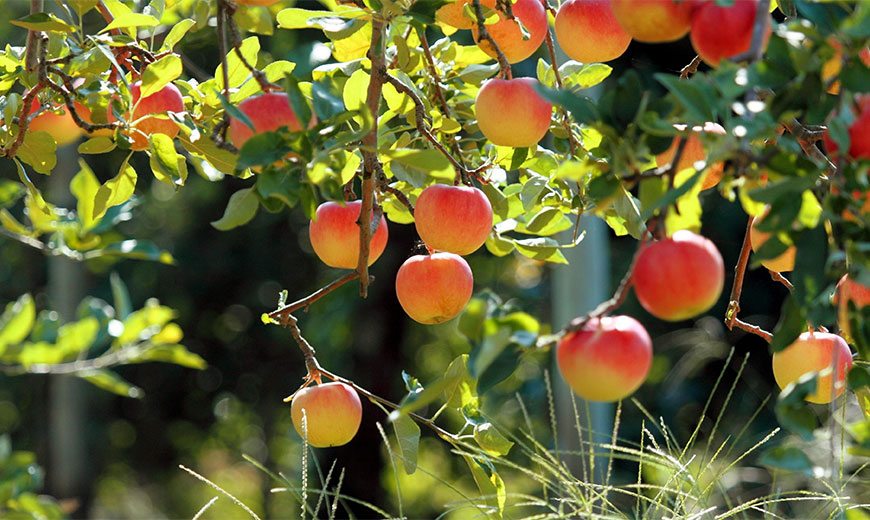 Яблони - описание, посадка, уход, как выбирать саженцы яблонь