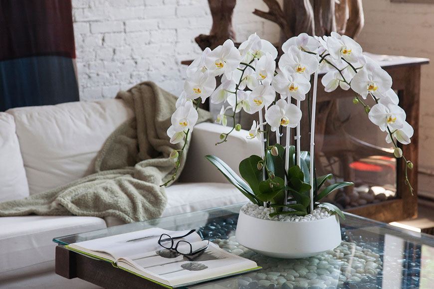 Цветок орхидея в интерьере