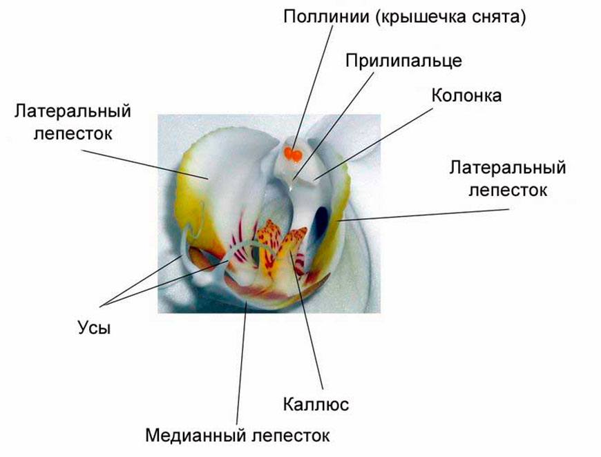 Схема строения орхидеи фаленопсис