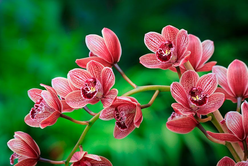 удивительная орхидея