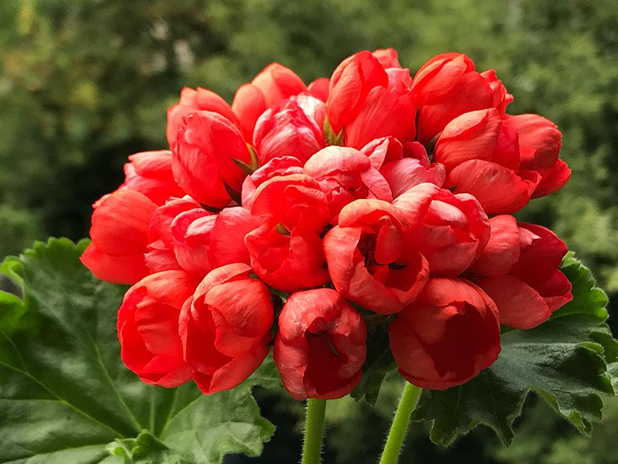 pelargonium kultivar Pandora červená