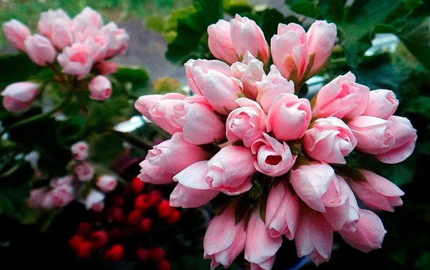 Tulipánové pelargonie