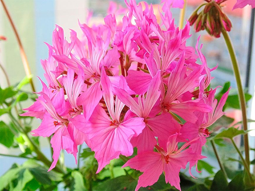 Odrůda Stellar Pink