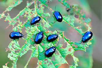 вредители жуки-листоеды