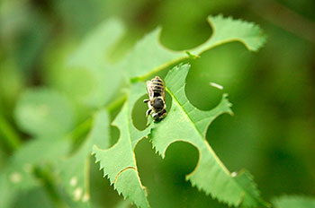 вредители пчелы-листорезы