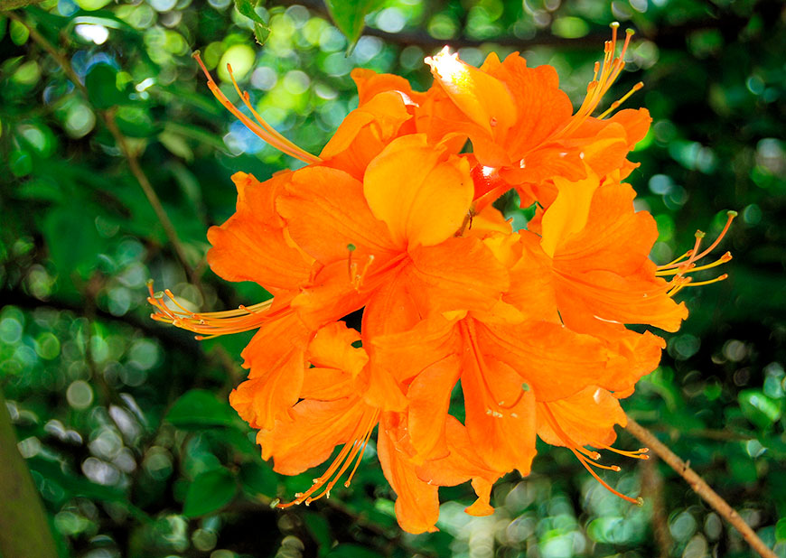 рододендрон оранжевый
