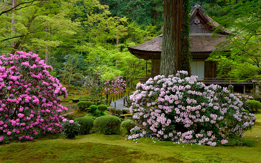 рододендрон в японском саду