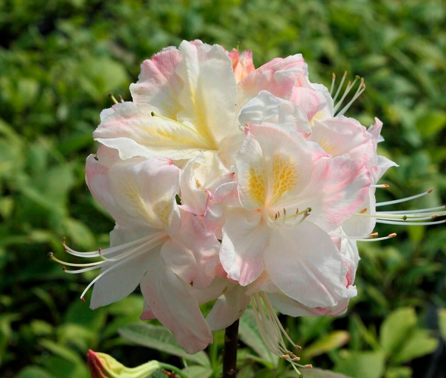 сорт Rhododendron deciduous Satomi