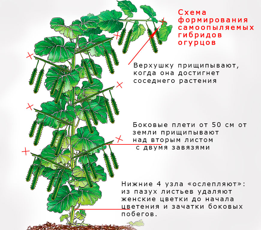 схема формирования куста огурцов