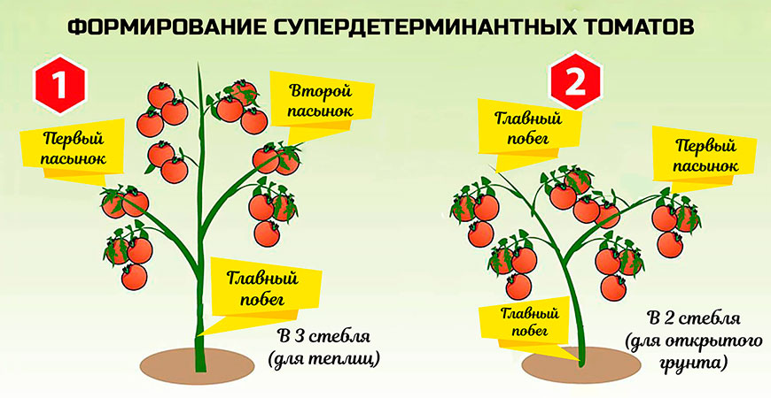 пасынкование томатов